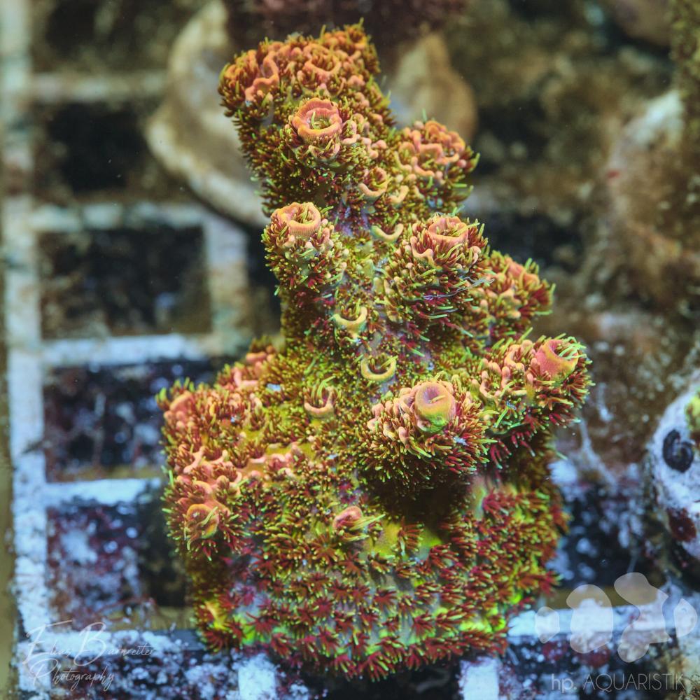 Acropora Mandarin Rose